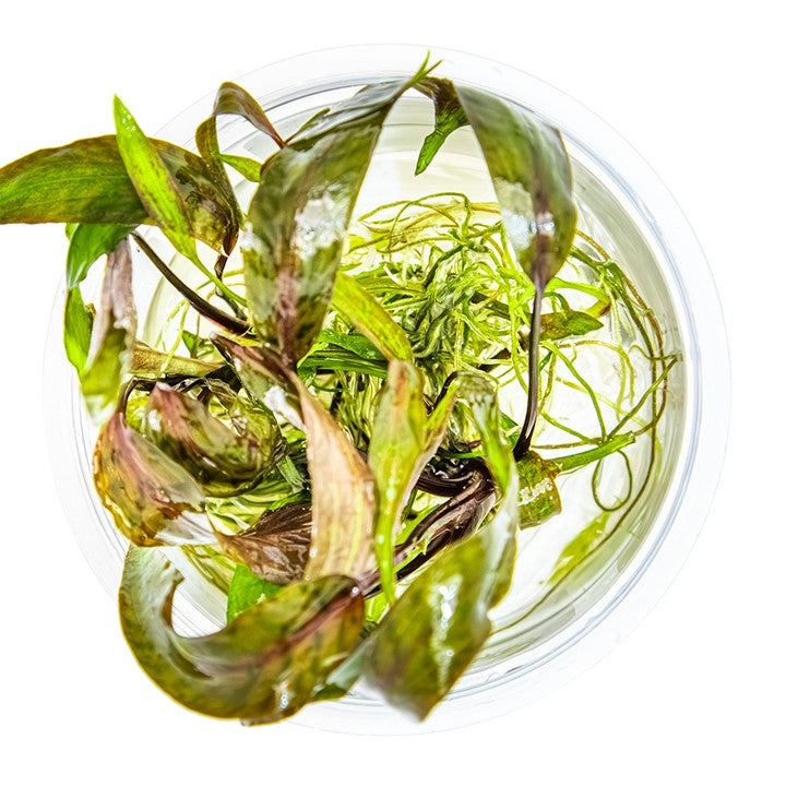 Cryptocoryne Nurii 1-2 Grow
