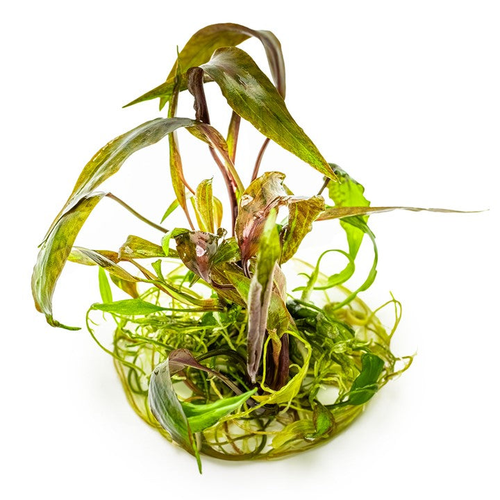 Cryptocoryne Nurii 1-2 Grow