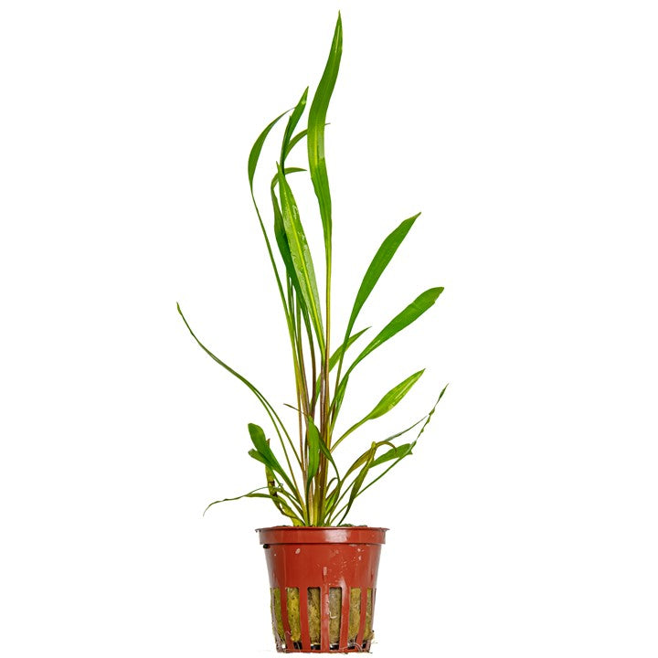Cryptocoryne Spiralis 'Red' Potted