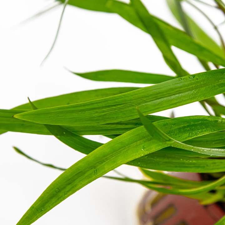 Cryptocoryne Spiralis 'Red' Potted