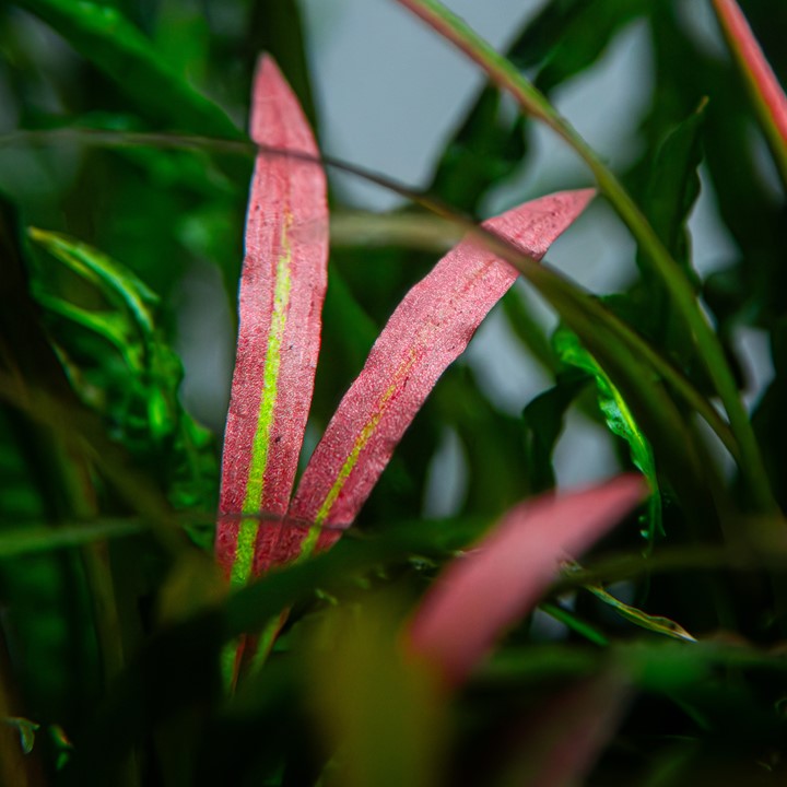 Cryptocoryne Spiralis 'Red' Potted