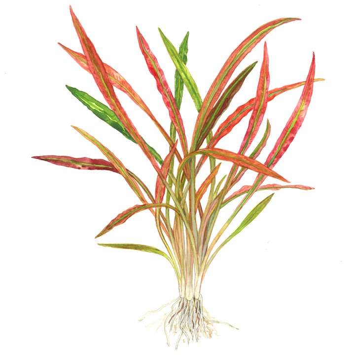 Cryptocoryne Spiralis 'Red' Potted