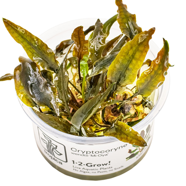 Cryptocoryne Wendtii 'Mi Oya' 1-2 Grow