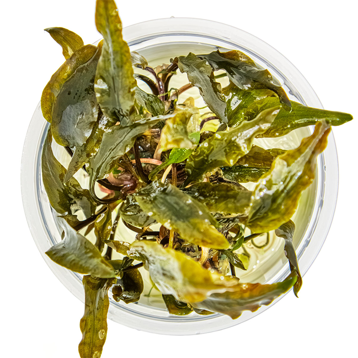 Cryptocoryne Wendtii 'Mi Oya' 1-2 Grow