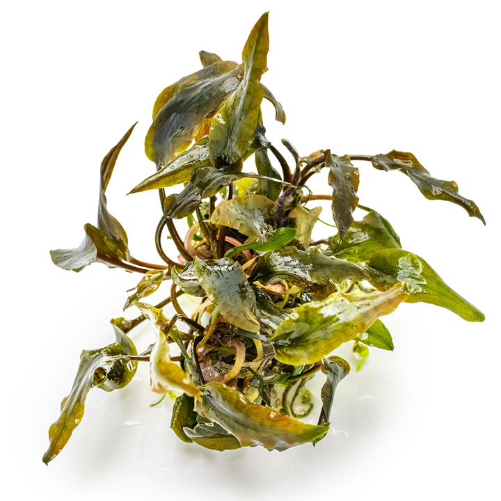 Cryptocoryne Wendtii 'Mi Oya' 1-2 Grow