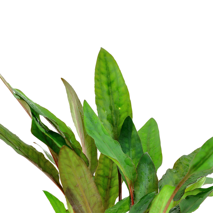 Cryptocoryne beckettii Petchii