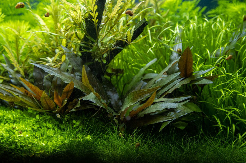 Cryptocoryne beckettii Petchii