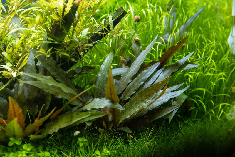 Cryptocoryne beckettii Petchii