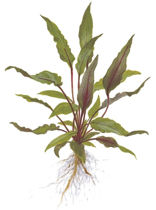 Cryptocoryne beckettii Petchii