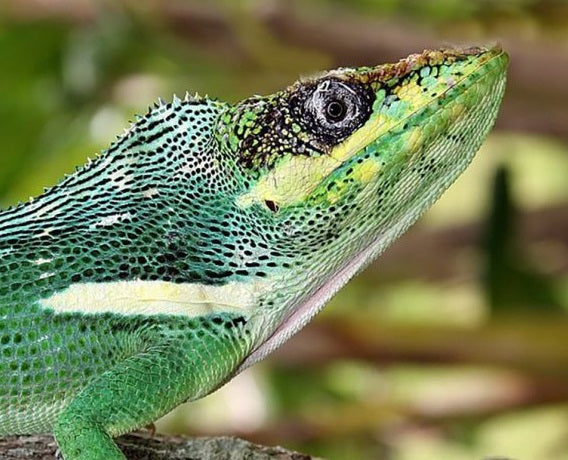 Cuban Knight Anoles PAIR