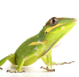 Cuban Knight Anoles PAIR