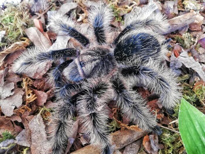 Curly Haired Tarantula | Brachypelma albopilosum m/l