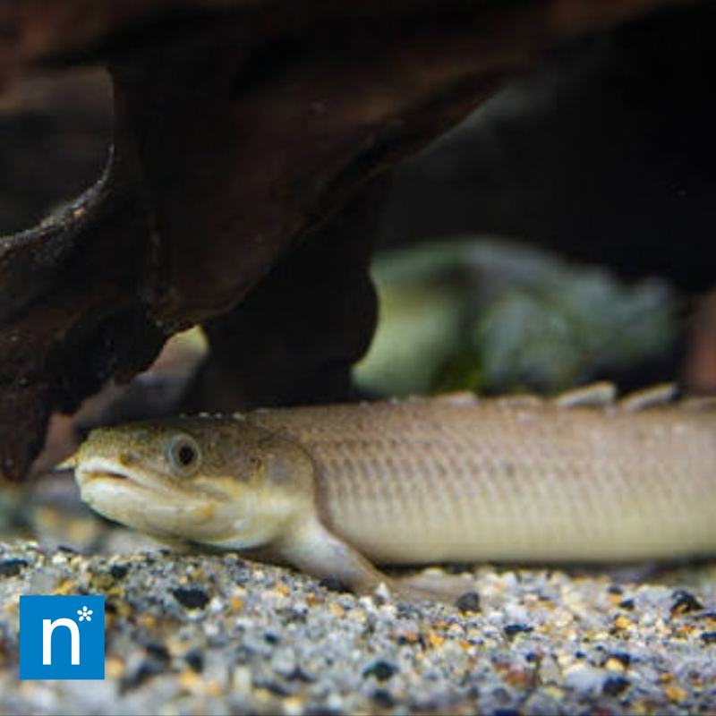 Cuvier's Bichir | Polypterus senegalus