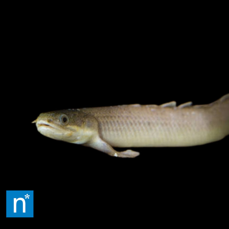 Cuvier's Bichir | Polypterus senegalus