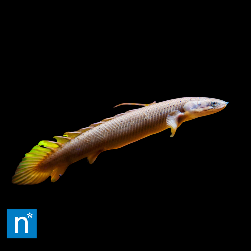 Cuvier's Bichir | Polypterus senegalus