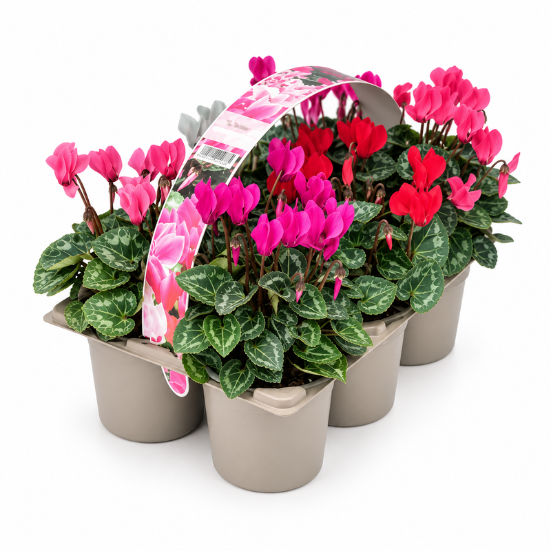 Cyclamen Mix 6 Pack