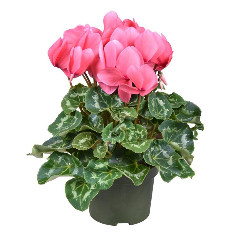 Cyclamen XL pink / P13