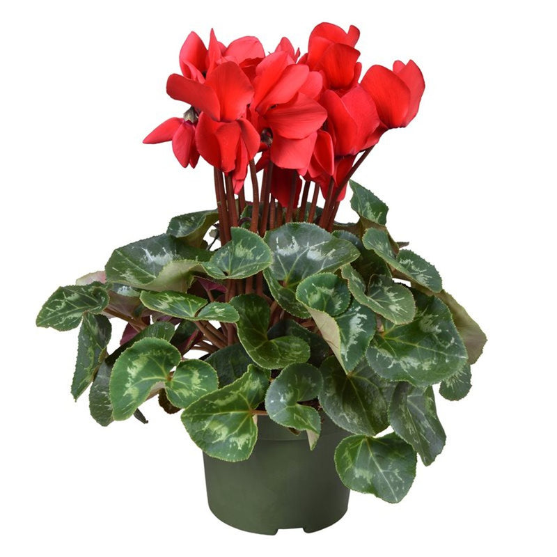 Cyclamen XL red / P13