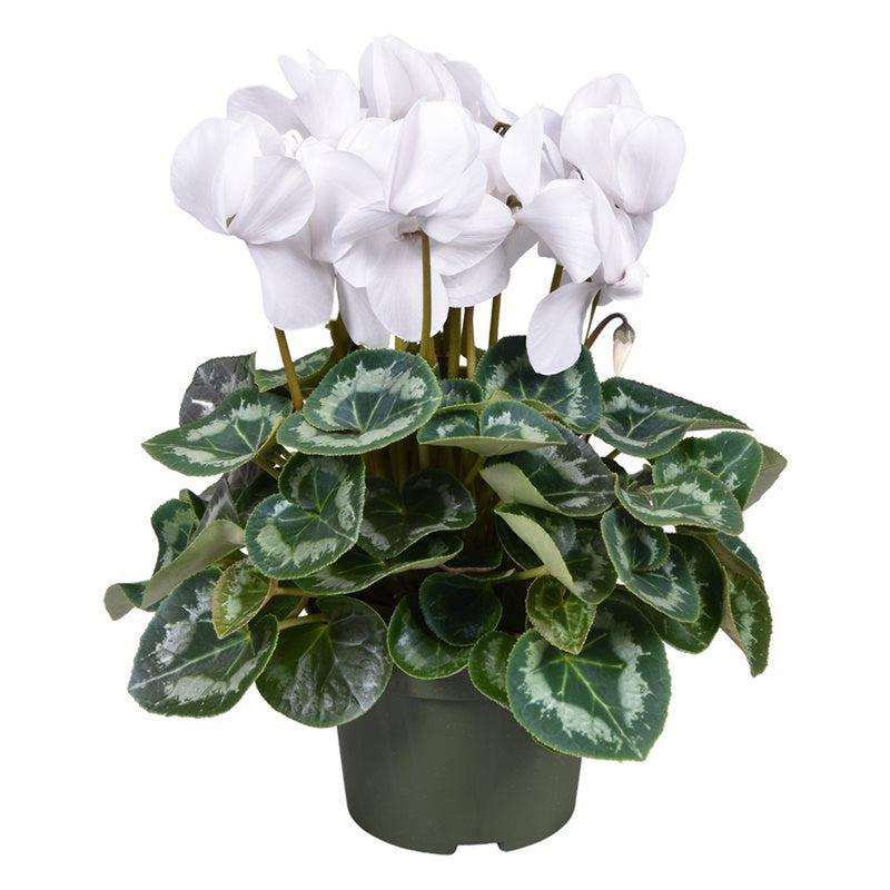 Cyclamen XL white / P13