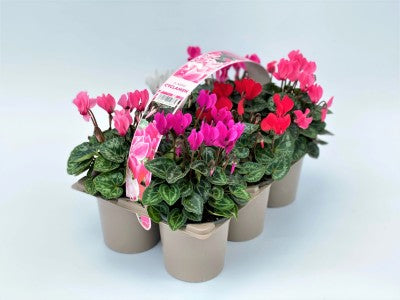 Cyclamen 6 Pack