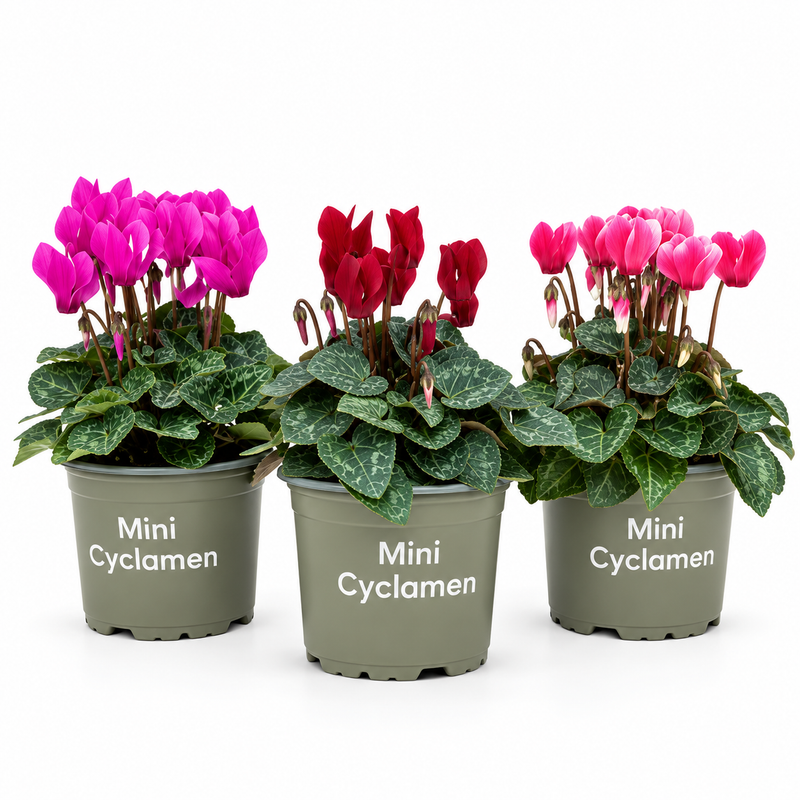 Cyclamen Mix in Pot (10.5cm)