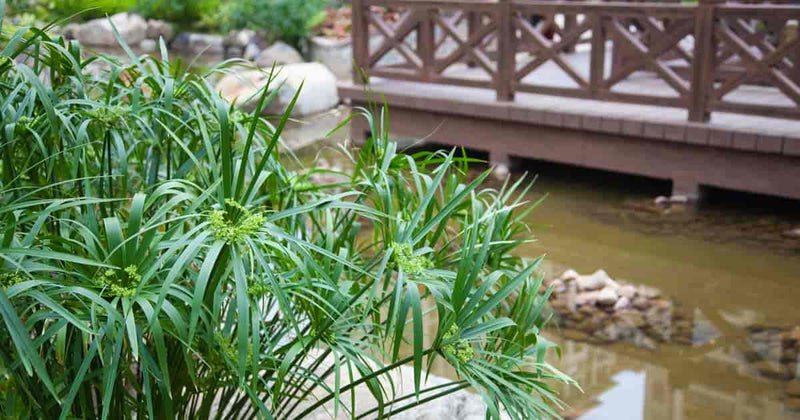 Cyperus Alternifolius | Umbrella Sedge P9