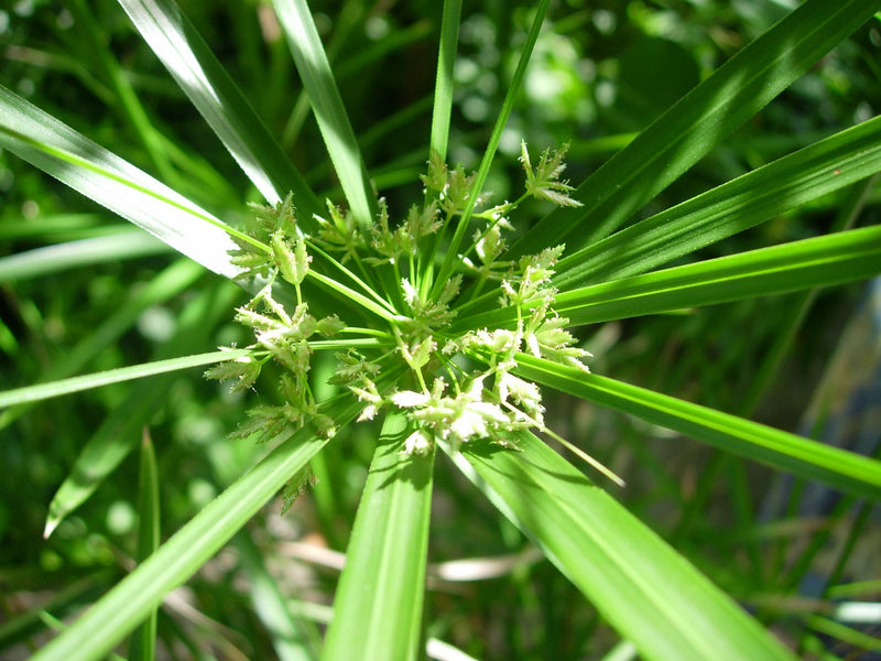Cyperus Alternifolius | Umbrella Sedge P9