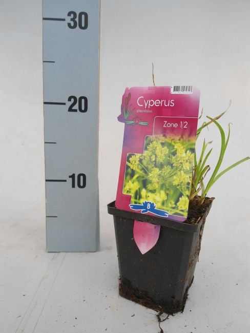 Cyperus Alternifolius | Umbrella Sedge P9