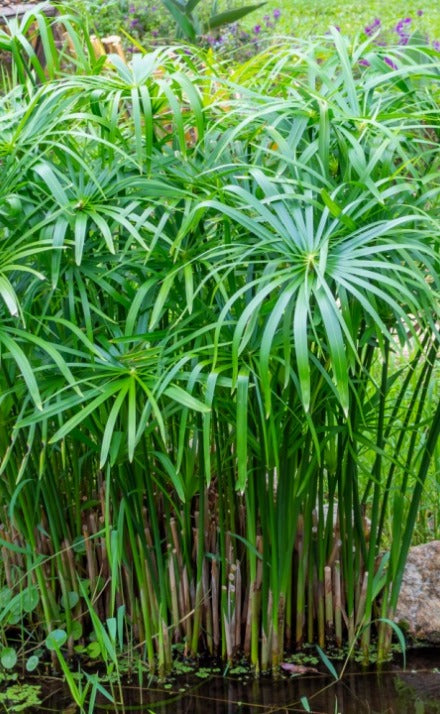 Cyperus Alternifolius | Umbrella Sedge P9