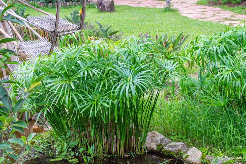 Cyperus Alternifolius | Umbrella Sedge P9