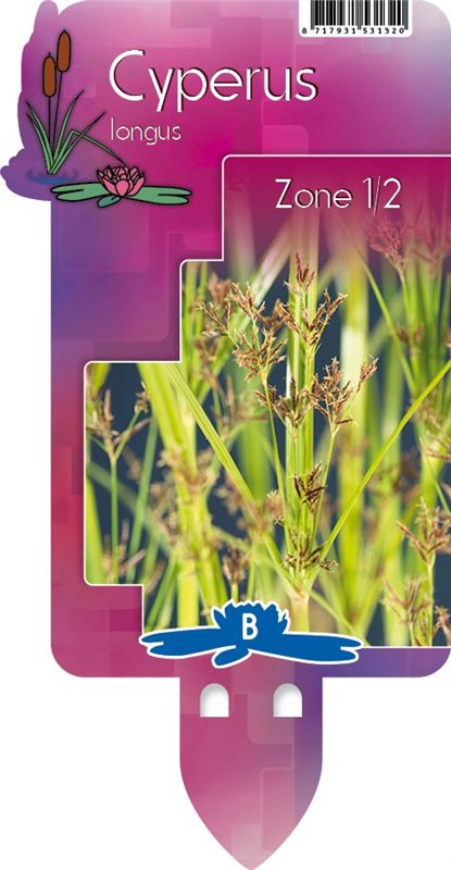 Cyperus longus P9