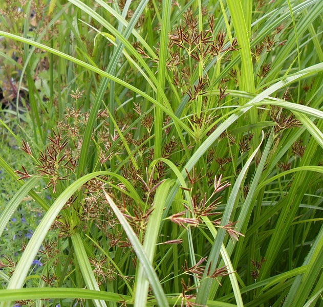 Cyperus longus P9