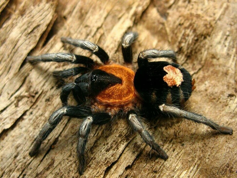 Trinidad Dwarf Tarantula Small | Cyriocosmus elegans