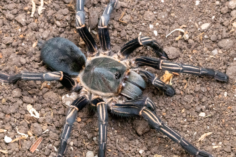 Thai Zebra Tarantula | Cyriopagopus (ex. Haplopelma) albostriatus (S)