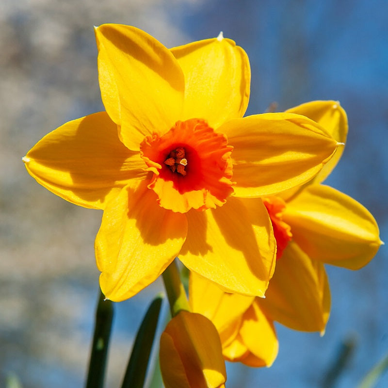 Narcissus Fortune 5kg Bag (10 Bulbs Per Pack)