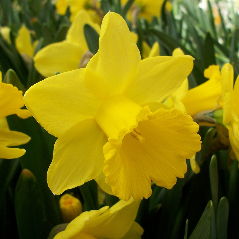 Daffodil - Narcissus 'Golden Trumpets' 5kg (10 Bulbs Per Pack)