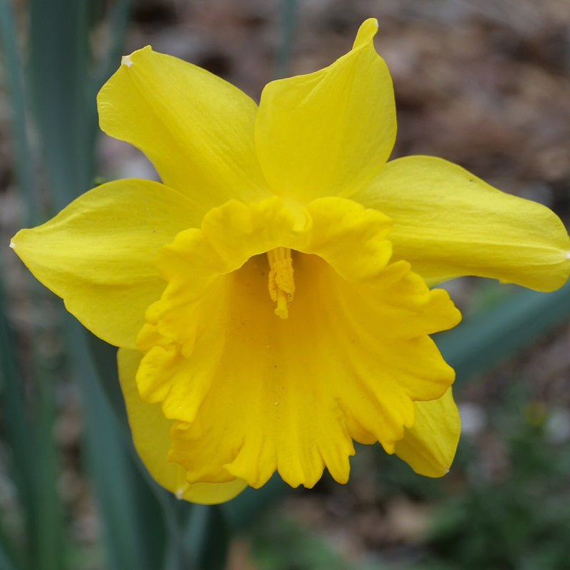 Narcissus King Alfred 5kg Bag (10 Bulbs Per Pack)
