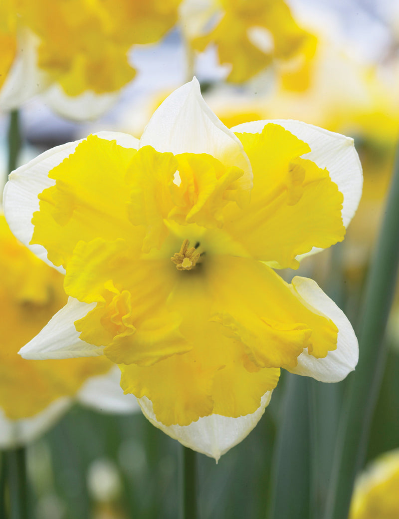 Daffodil Narcissus 'Chanterelle' (7 Pack)