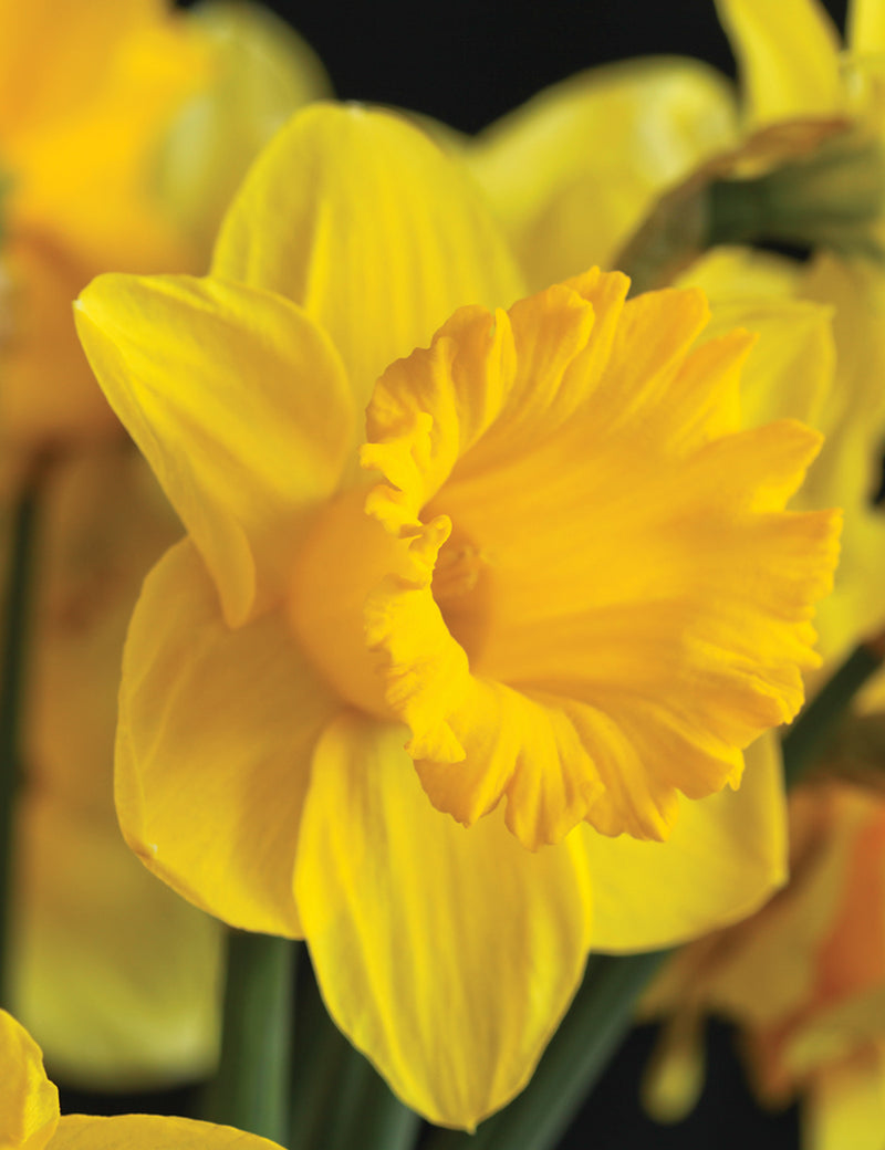 Daffodil Narcissus 'King Alfred' (7 Pack)