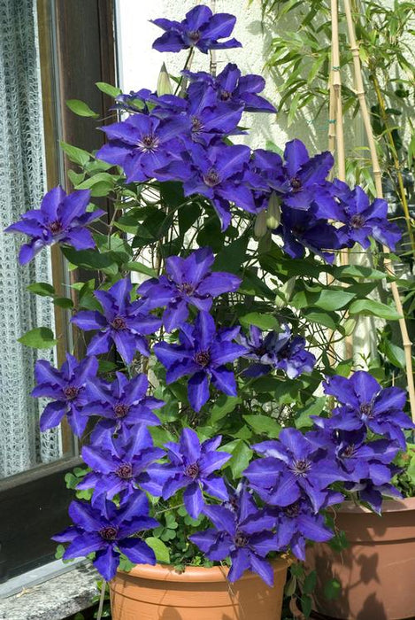 Clematis 'The President' (2.25 Litre)