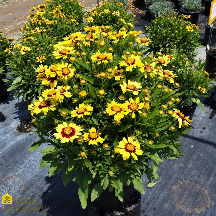 Coreopsis UpTick Yellow & Red (2 Litre)