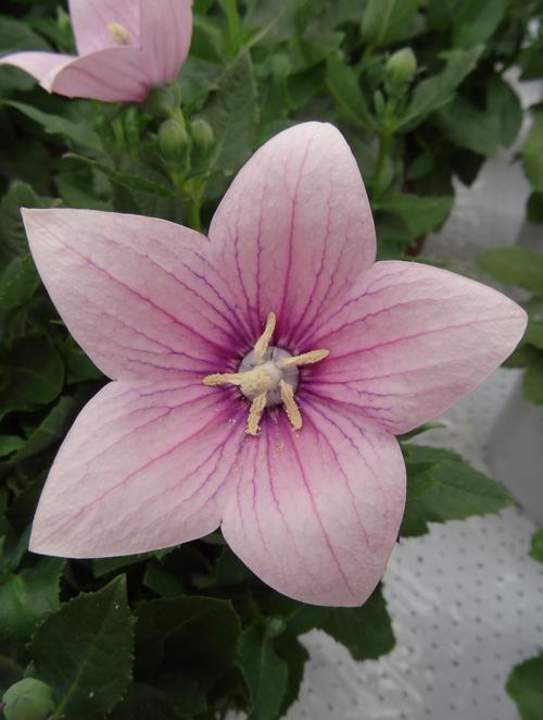 Platycodon Grandiflorus 'Astra Pink' (12cm)