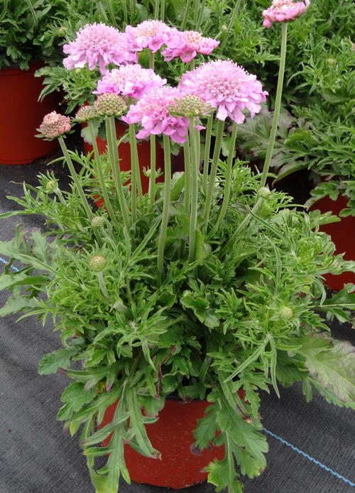 Scabiosa columbaria Pink Mist 2L - Looking Great