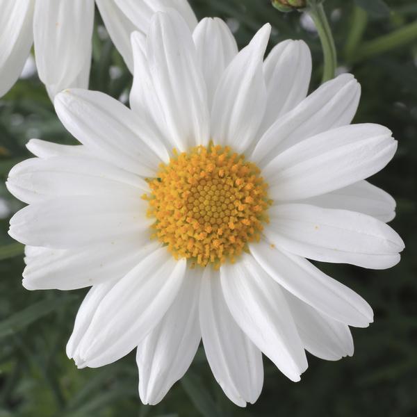 Argyranthemum Frutescens White (P10.5)