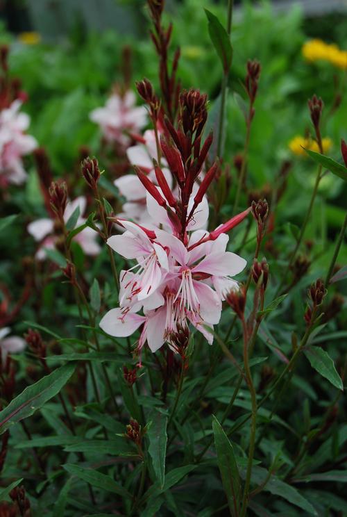 Gaura 'Gaudi Pink' 2L