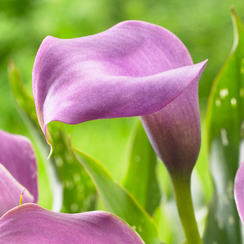 Calla 'Grape Velvet' (2 Litre)