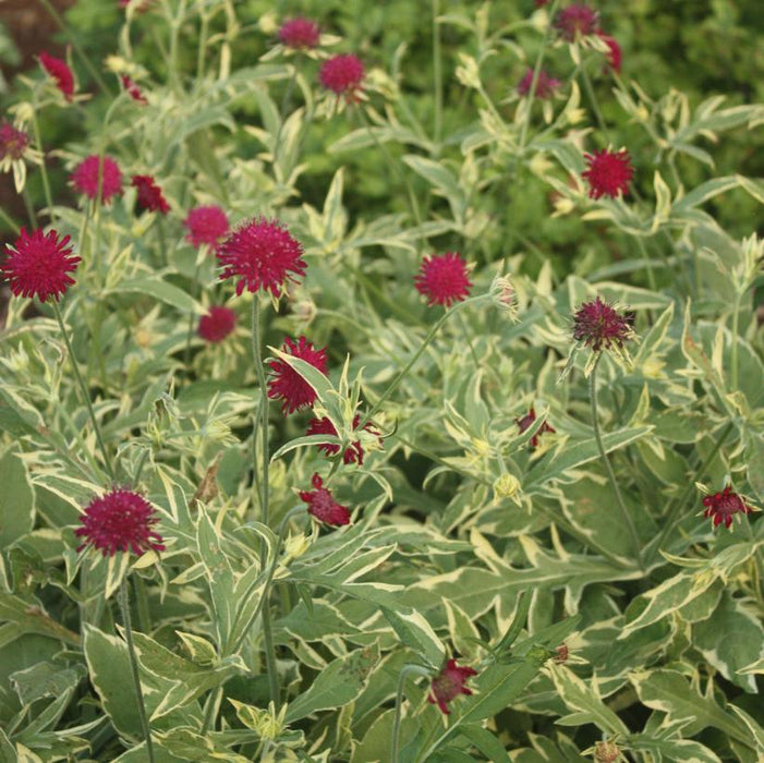 Knautia 'Thunder & Lightning' 2 Litre