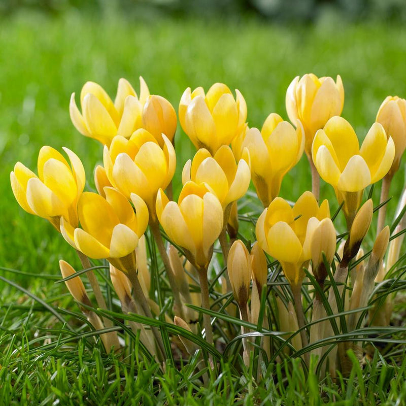 Crocus 'Romance' (15 Pack)
