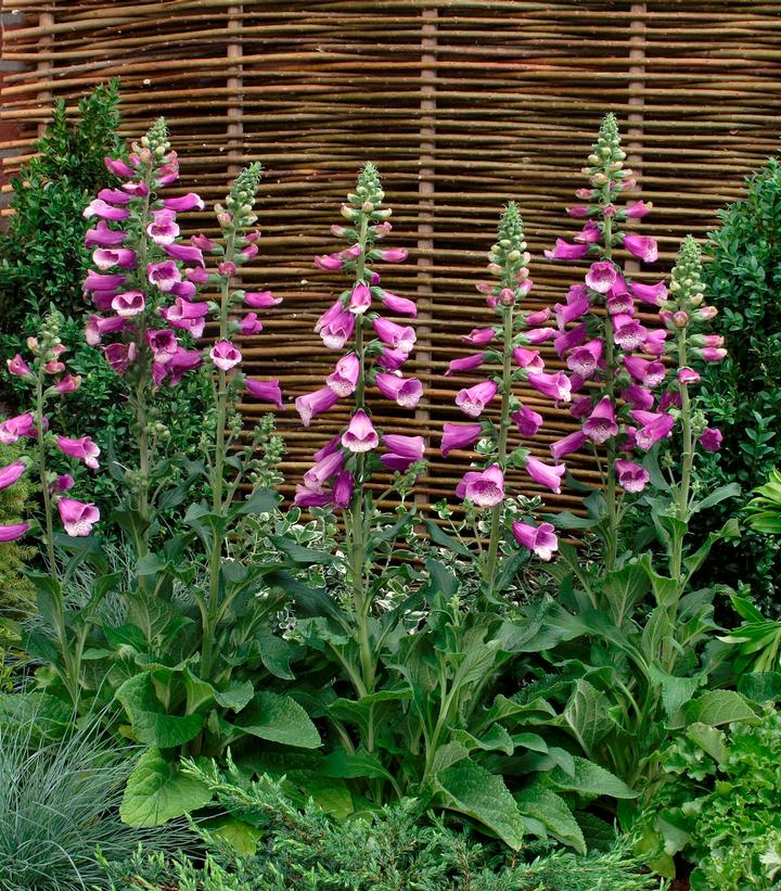 Digitalis 'Dalmation Purple' - Foxglove 2L