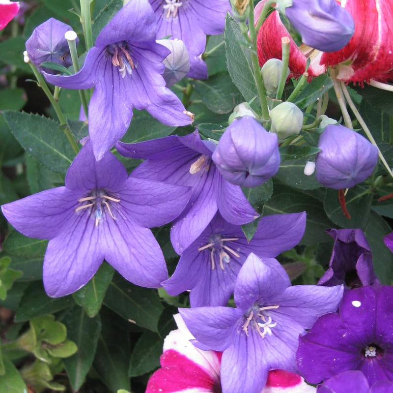Platycodon Grandiflorus 'Astra Blue'